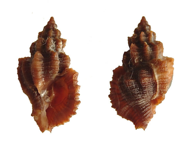 ocinebrina hispidula